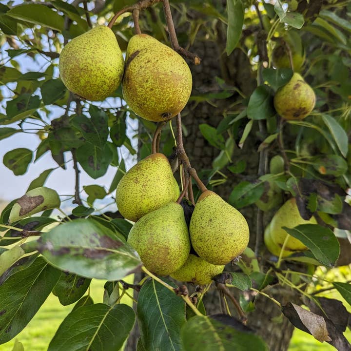 Pickled Pears