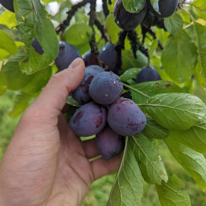 Plum and Red Onion Chutney